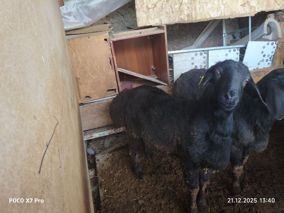 Кошкар сатылады 4 бас