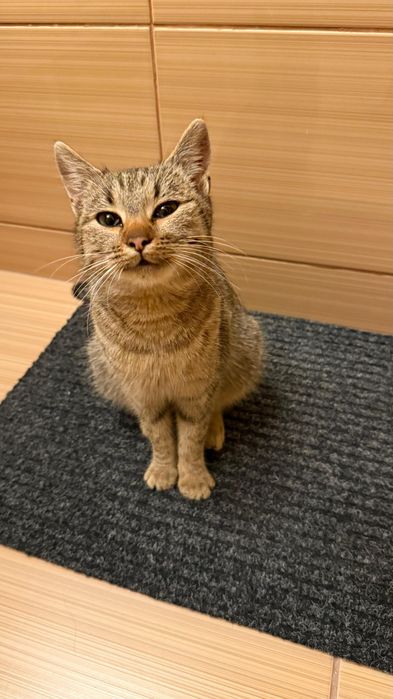 Tigrata pisica afectuasa