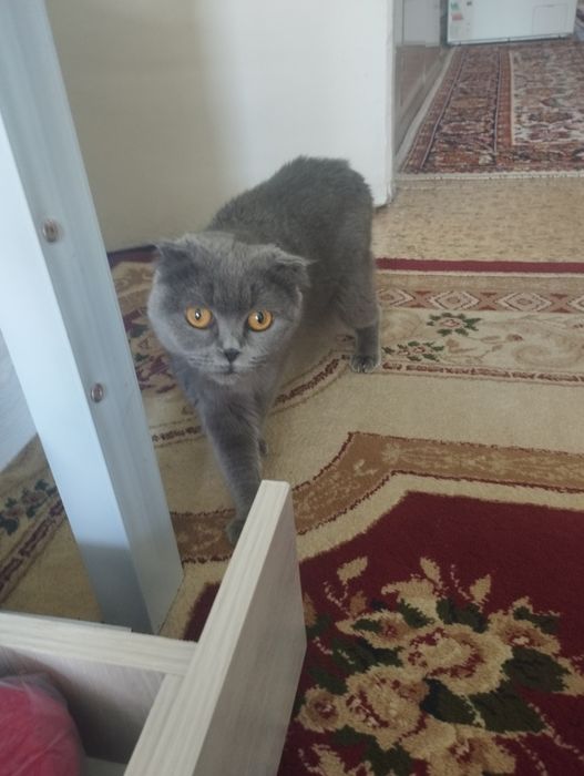 Продаются котята шотландские вислоухие