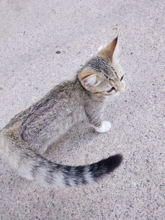 Mushuk bolasi/Котёночек