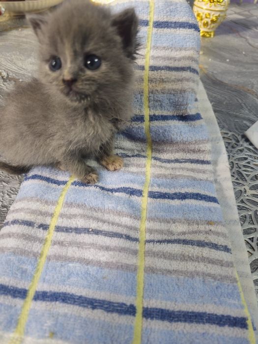 Отдам в добрые руки. Котят.