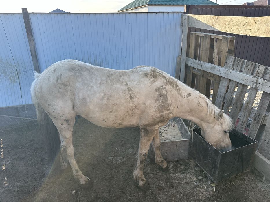 5 жасар Айгыр сатылады