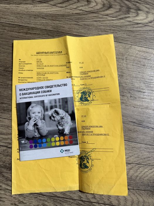 Продается Бигль.