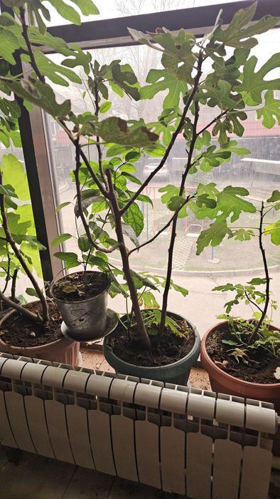 Продам дерево инжир  дерево мандарина