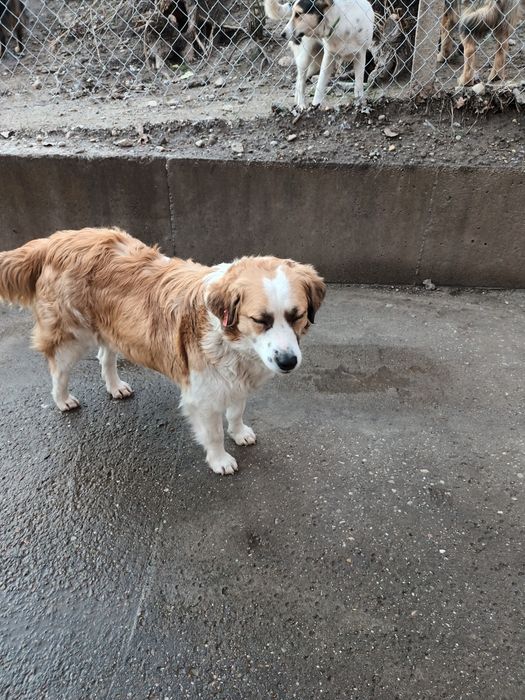 Подарява се кученце