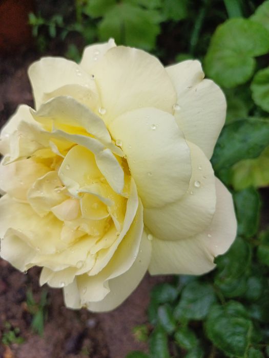 Розы для Вашего сада