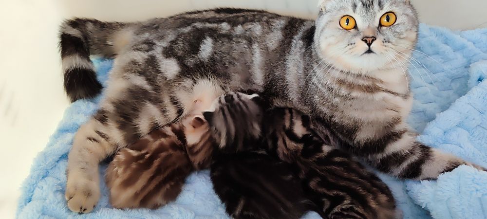 Бронь шотландских котят