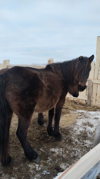 Лошади байтал бие