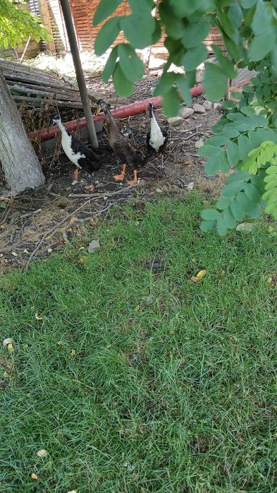 Păsări de grădină mâncătoare de melci
