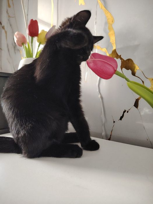 Отдам в добрые руки котенка