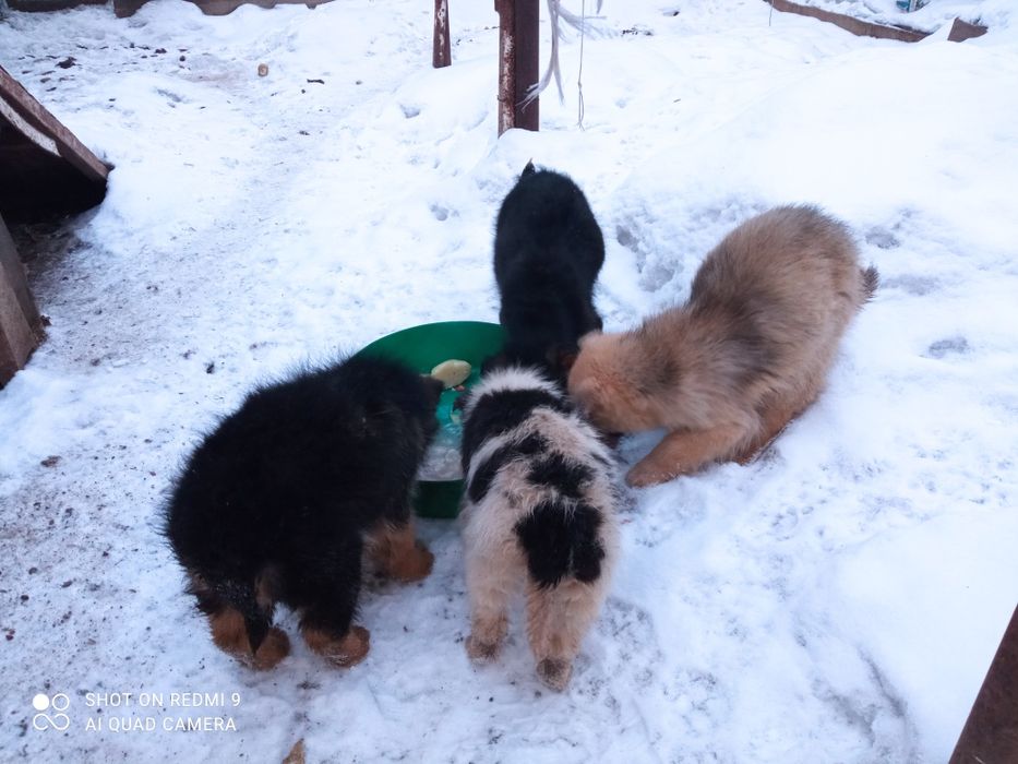 Щенки бесплатно 3 месяца