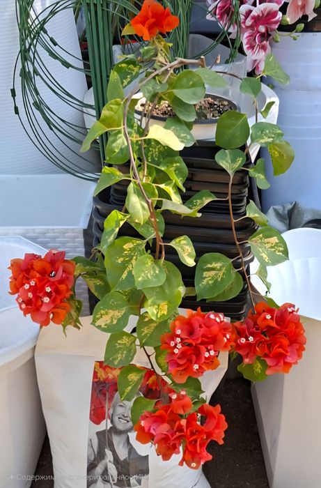 Комнатные цветы.