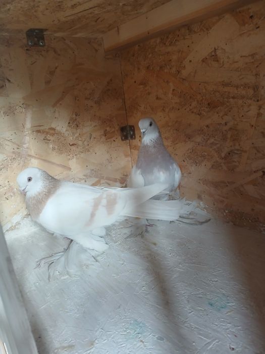 Голуби голуби голуби