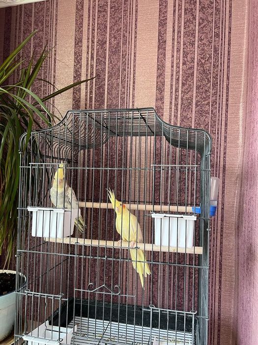 Домашний две попугай друзя