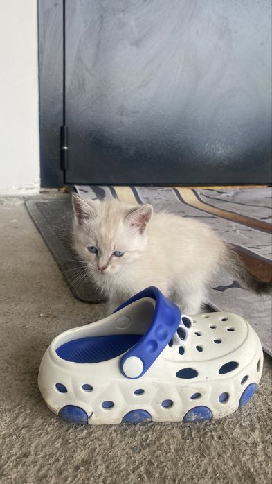 Бесплатно ст шымалган