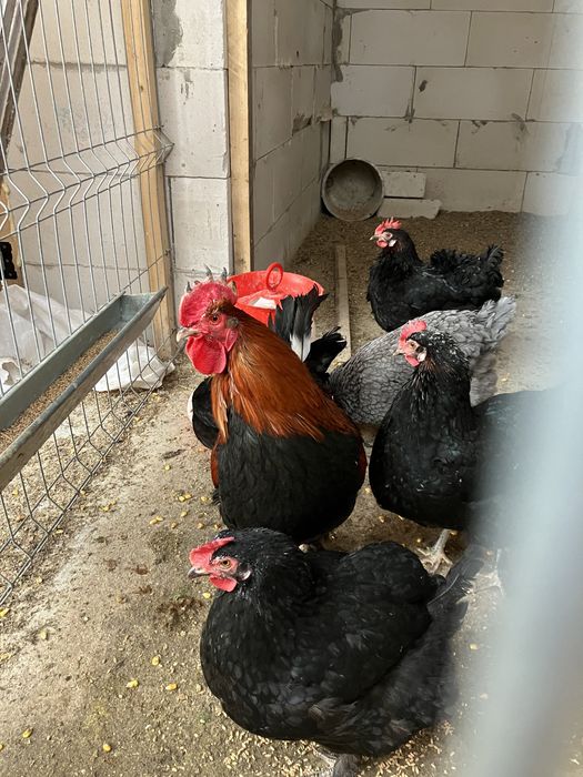 Oua incubat gaini Marans -oua ca de ciocolata
