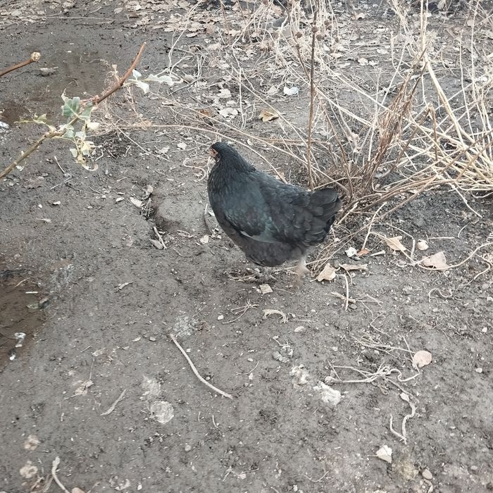 Продам петухов 5 шт