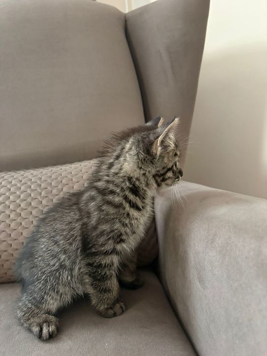 Отдаем котят в хорошие руки