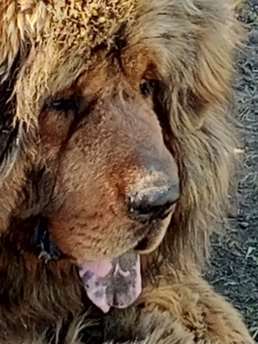 Продается Тибетский Мастиф