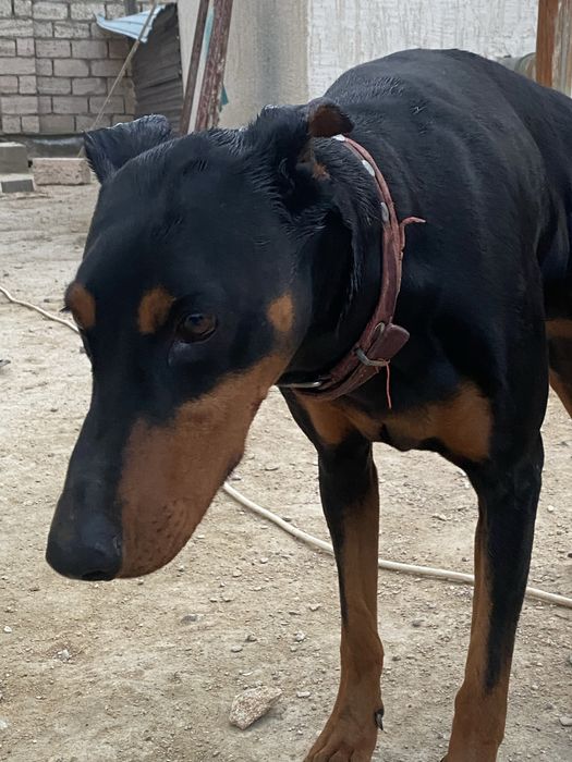 Предлагаються щенки добермана