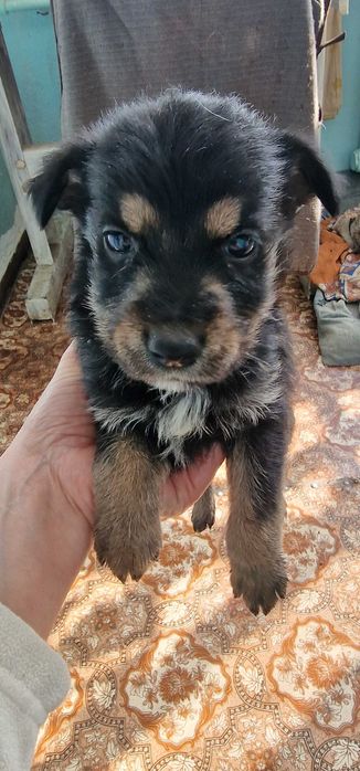 Отдам щенят в добрую семью