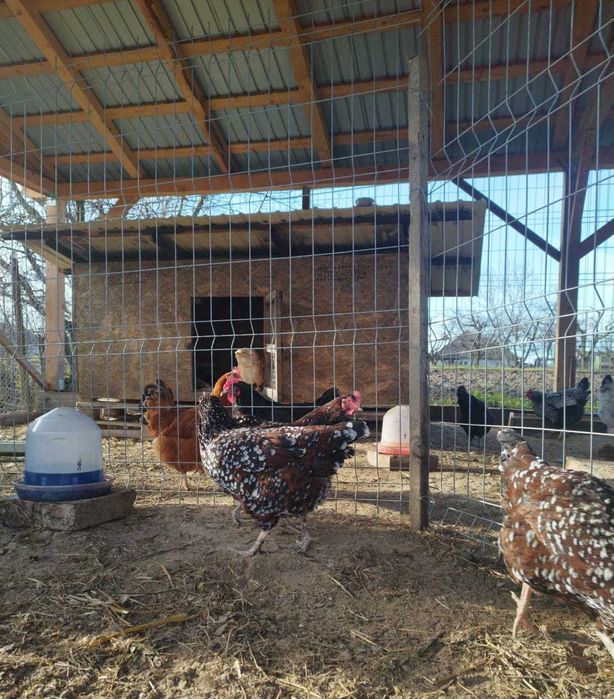 Oua incubat Sussex Portelan