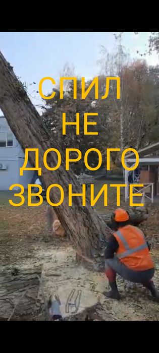 Спил деревьев Алматы и область