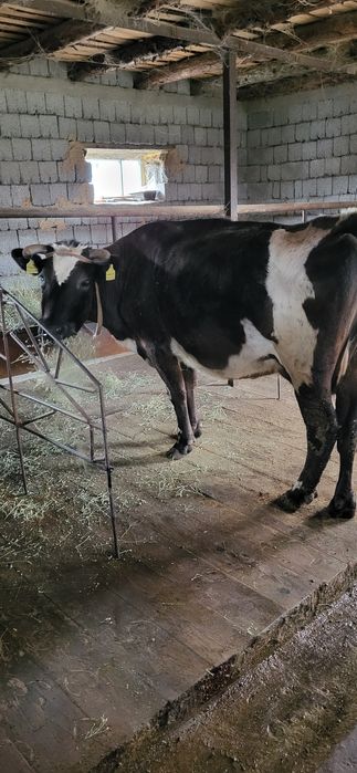 Сиыр бузау,корова