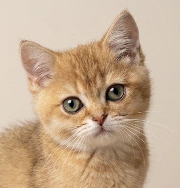 Шиншиллы драгоценного окраса