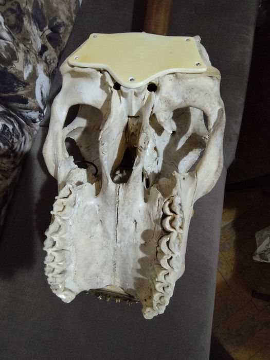 Електрически бас китара "Череп"