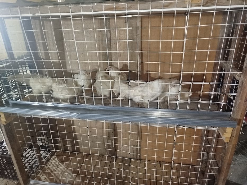 Loman sendi , tovuq,tovuqlar,