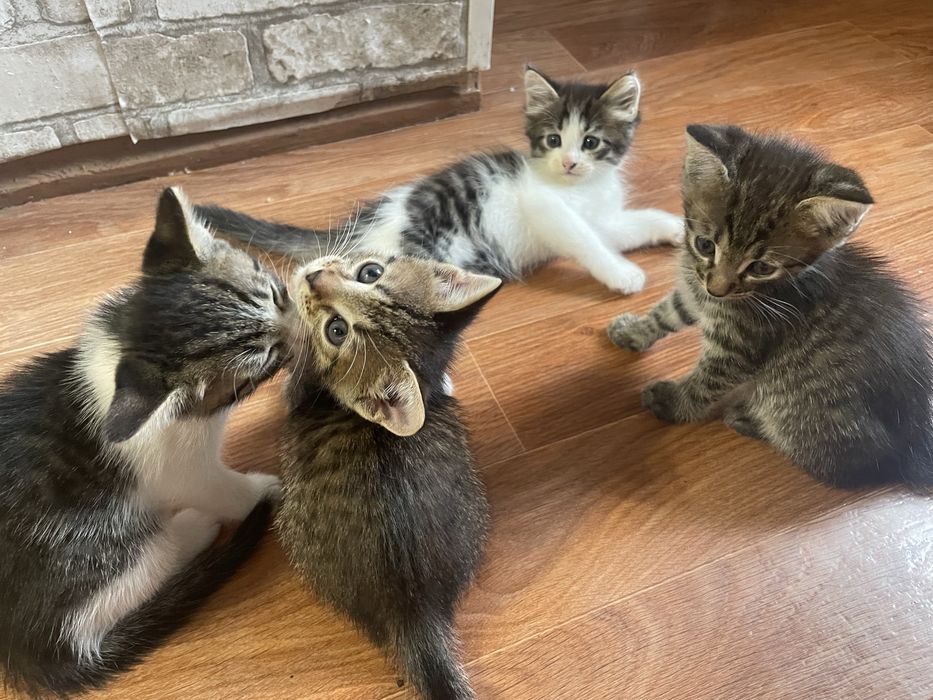 Отдам котят в хорошие руки