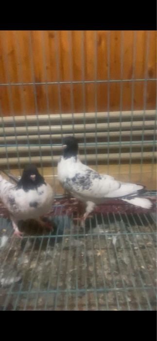 Головастики черноголовые