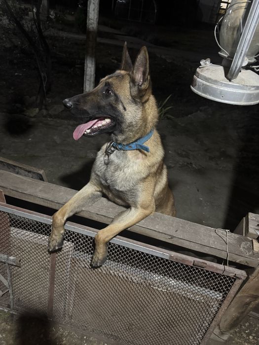 Белгийски овчарки малиноа