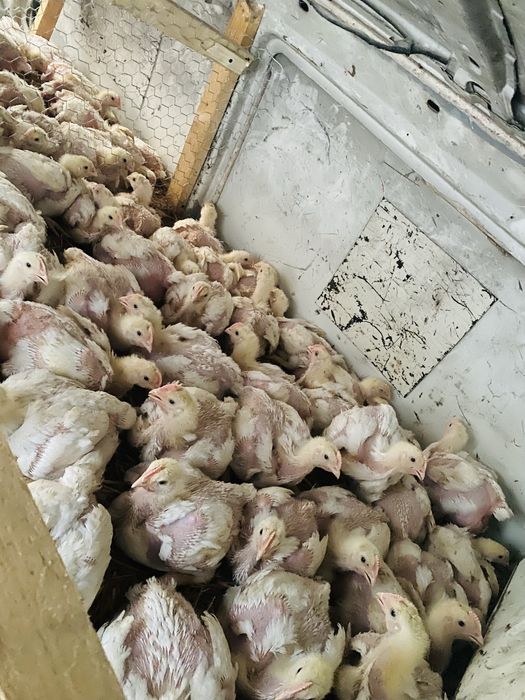 Pui de rasa mixta si de carne