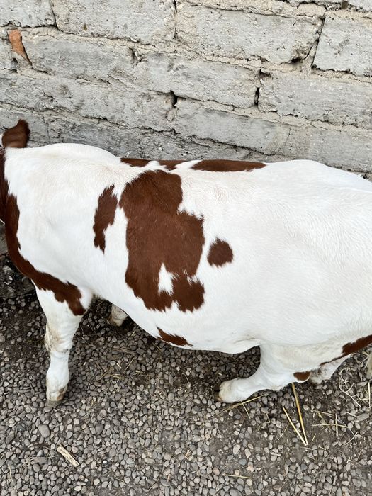 Vand vitel bălțat românesc