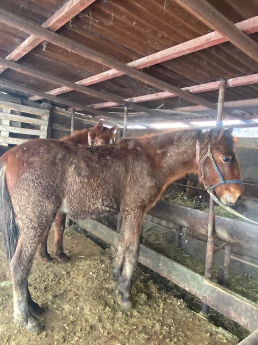 Продам  лошадей.