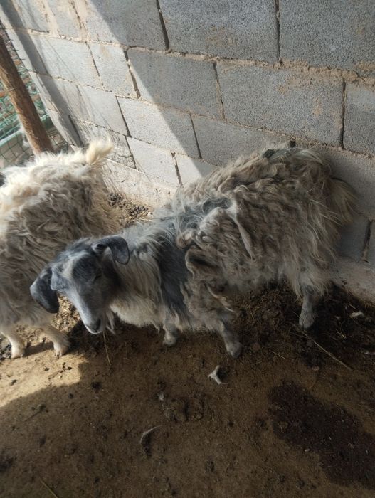 3серке сатылады узынағашта тур