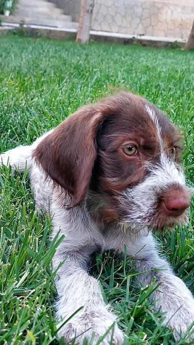 Дратхар шенок сатылады