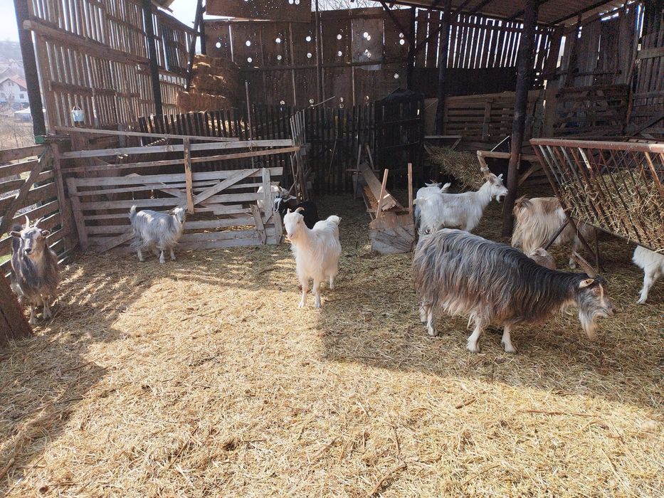 Capre cu iezi de vanzare