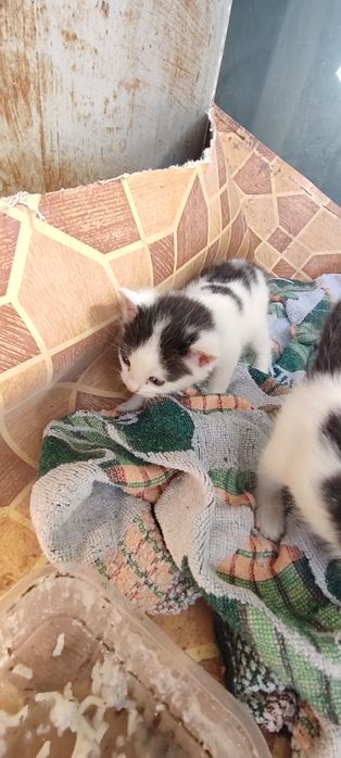 Отдам котят красивых