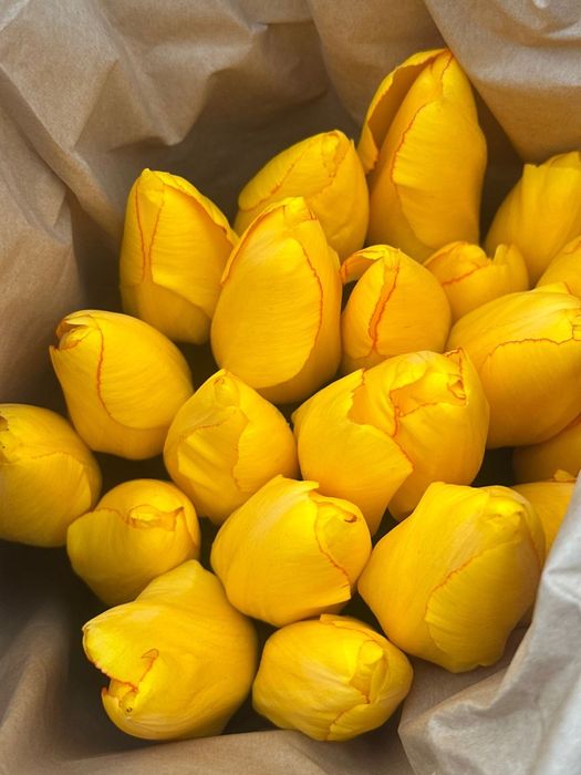 Тюльпаны оптом в Алматы