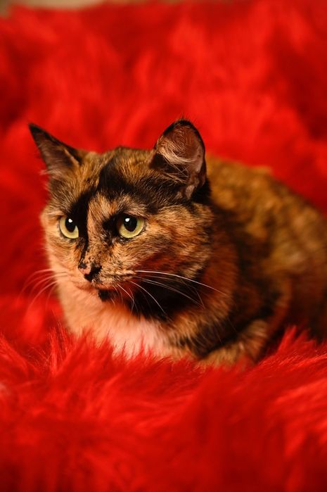 Кошечка Тиффани ищет заботливую семью