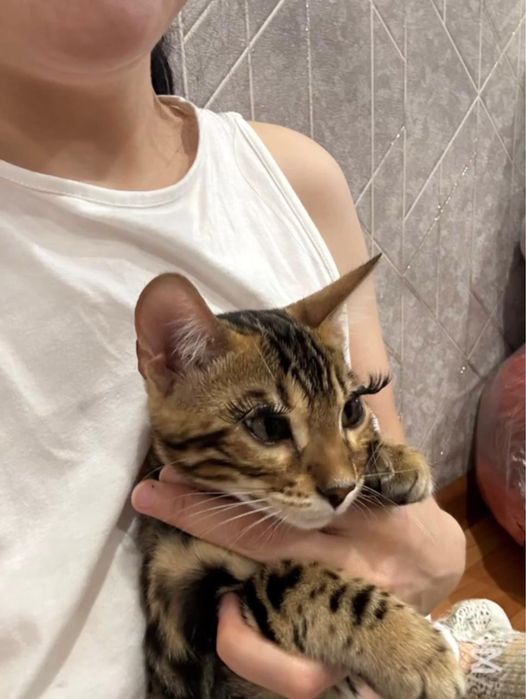 Бенгальский котенок