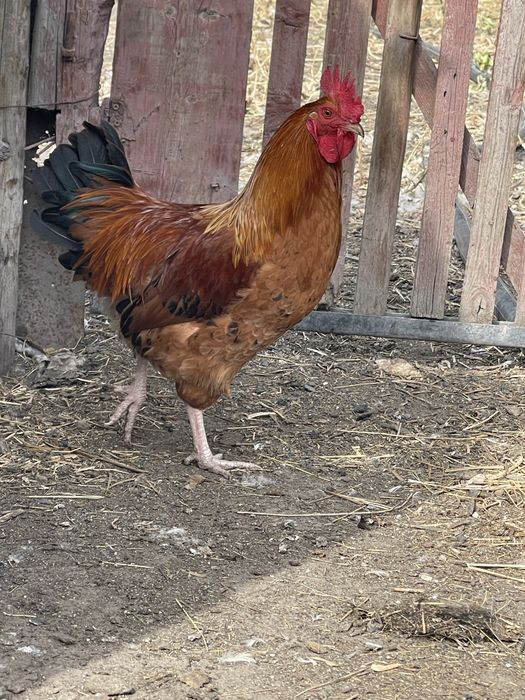Продам красивых рабочих Петухов