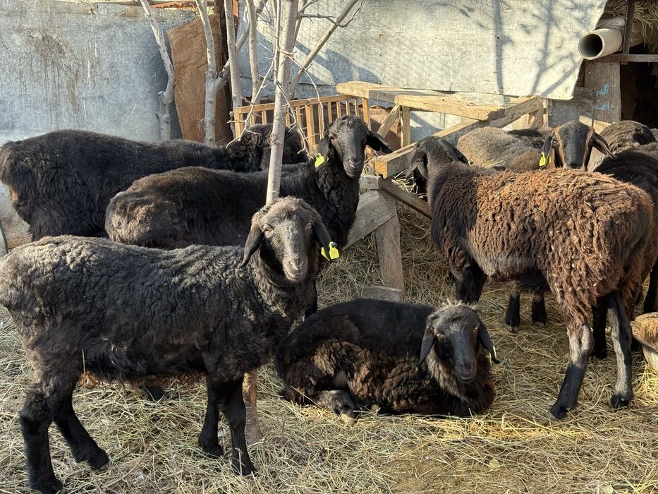 Тоқтылар сатылады.