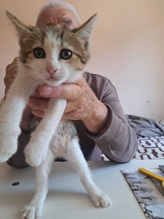 Adoptie pui pisica metis norvegiana de padure