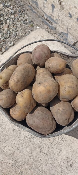 Картофель едовой