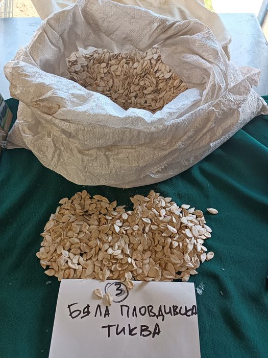 Продавам тиквени семки за сеене
