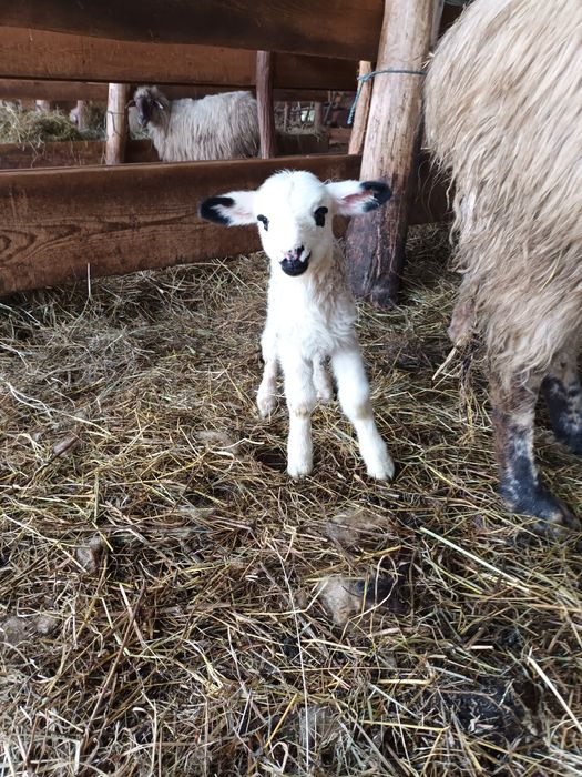Miei din doi de vânzare